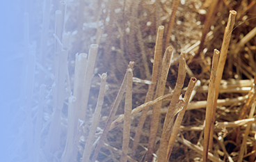  纖維預(yù)處理酶