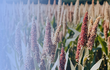  然美悅安復(fù)合粉