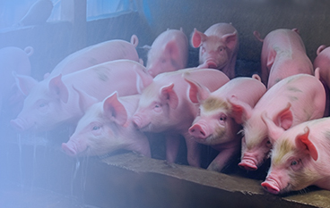  瑞達(dá)狀（豬場(chǎng)）